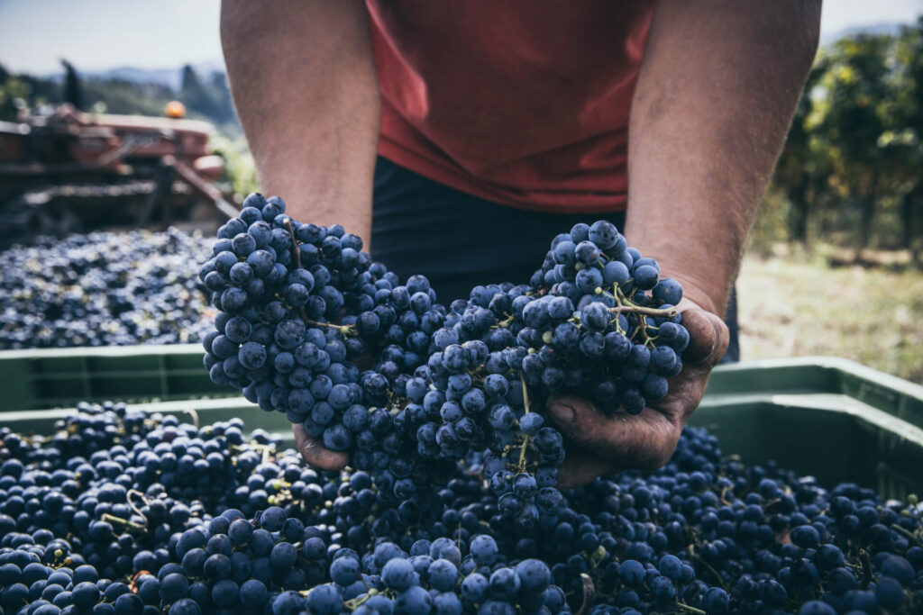 Uve Cabernet Franc